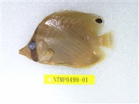 藏品(揚旛蝴蝶魚)的圖片